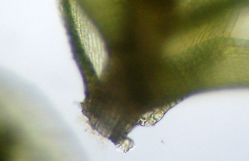 Muschi identificati con Dryades?